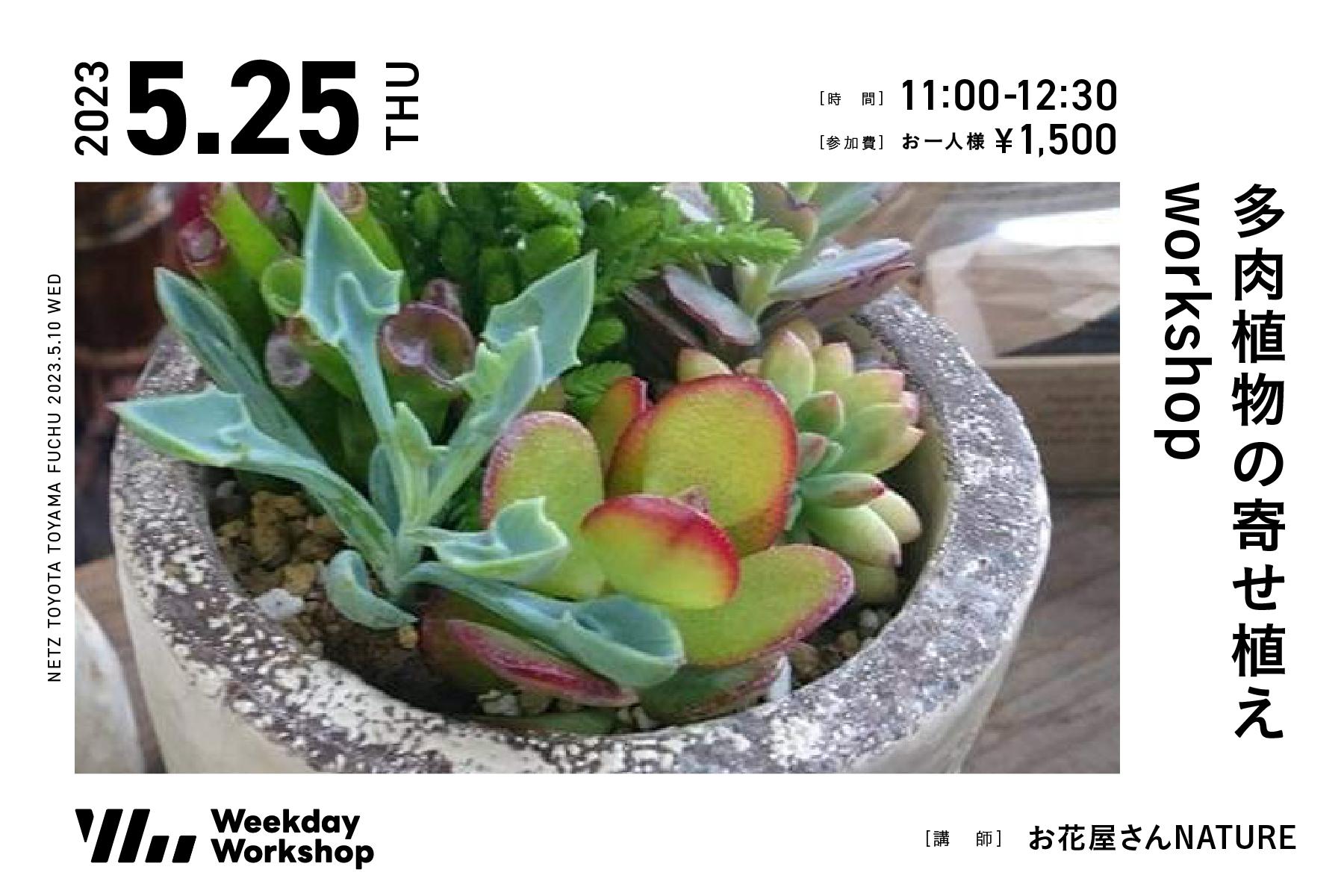 多肉植物の寄せ植えworkshop